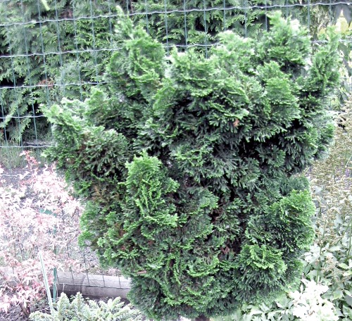 Chamaecyparis obtusa ´Nana Gracilis´